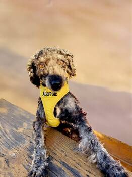 Rescue Miniature Poodle Dogs for Adoption in Georgetown, California - Shadow | PetCurious