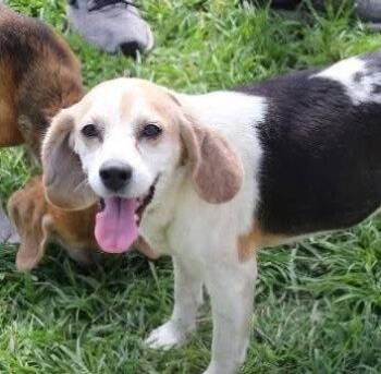 Lolly -  Beagle Dog for Adoption in Dunnellon, Florida - Lolly | PetCurious