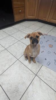 Pug Dogs Available for Adoption in Marlboro Township, New Jersey - Viana | PetCurious