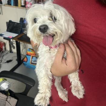 Dior -  Maltese and Yorkshire Terrier Dog for Adoption in Uniontown, Pennsylvania - Dior | PetCurious
