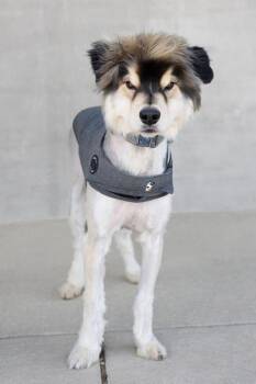 Mixed Breed Dogs Available for Adoption in Longmont, Colorado - Shaggy | PetCurious