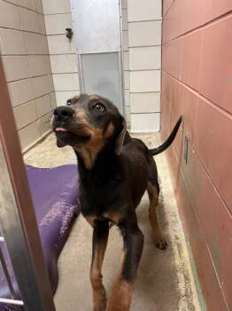 Rescue Terrier and Shepherd Dogs for Adoption in Bossier City, Louisiana - Murphy | PetCurious