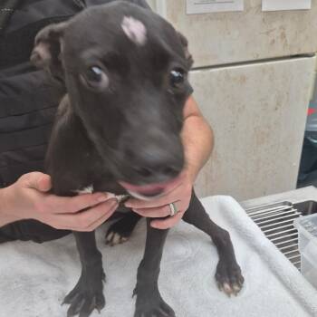 10/15/2026-Stray-SouthAndrewDrive-Puppy -  Mixed Breed Dog for Adoption in Columbus, Georgia - 10/15/2026-Stray-SouthAndrewDrive-Puppy | PetCurious