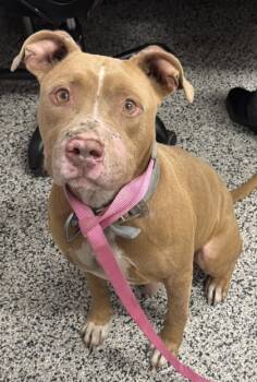 Rescue Mixed Breed Dogs for Adoption in West Chester, Pennsylvania - Max | PetCurious