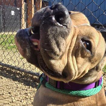 Koko -  Mixed Breed Dog for Adoption in Philadelphia, Pennsylvania - Koko | PetCurious