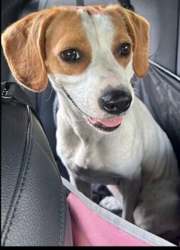 Waffles -  Hound Dog for Adoption in Mundelein, Illinois - Waffles | PetCurious