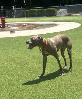 Skipper -  Mixed Breed Dog for Adoption in Chamblee, Georgia - Skipper | PetCurious