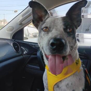 Rescue Australian Cattle Dog Blue Heeler Dogs for Adoption in Sugar Land, Texas - Bandit | PetCurious