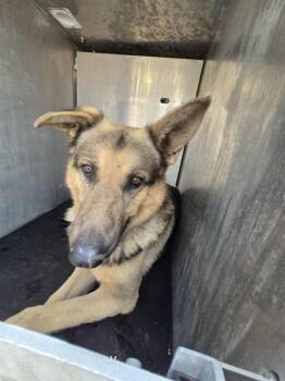 German Shepherd Dog Dogs Available for Adoption - MORI | PetCurious