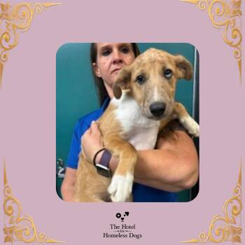 Zara -  Hound and Catahoula Leopard Dog Dog for Adoption in Cumberland, Rhode Island - Zara | PetCurious
