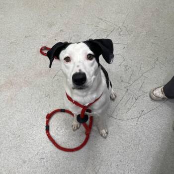Mixed Breed Dogs Available for Adoption - Carlina | PetCurious