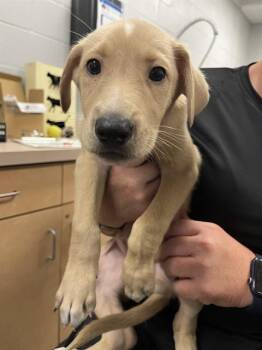 Labrador Retriever and Mixed Breed Dogs Available for Adoption - ARLO | PetCurious