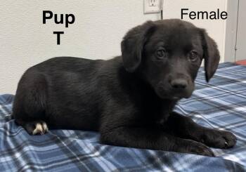 Black Labrador Retriever and Mixed Breed Dogs Available for Adoption in Pomeroy, Ohio - Pup T | PetCurious