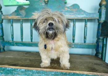 Snickerdoodle -  Shih Tzu and Mixed Breed Dog for Adoption in San Antonio, Texas - Snickerdoodle | PetCurious