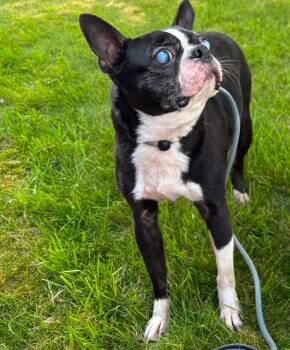 Bane -  Boston Terrier Dog for Adoption in Tacoma, Washington - Bane | PetCurious