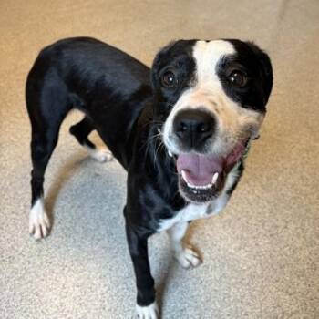 Bella Jean -  Mixed Breed Dog for Adoption in Lansing, Michigan - Bella Jean | PetCurious