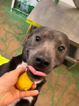 Baloo 26 -  Mixed Breed Dog for Adoption in Brookhaven, Mississippi - Baloo 26 | PetCurious