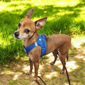 Rescue Miniature Pinscher Dogs for Adoption in Graham, Washington - PEE-WEE | PetCurious