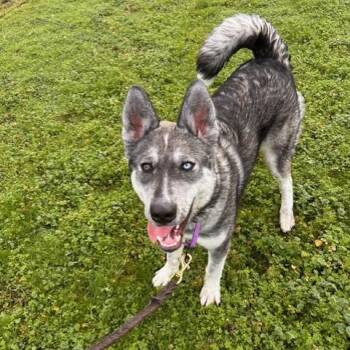 Husky Dogs Available for Adoption in Port Townsend, Washington - Odesza | PetCurious