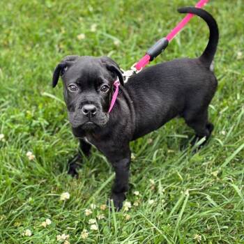 Hondo -  Terrier Dog for Adoption in South Elgin, Illinois - Hondo | PetCurious