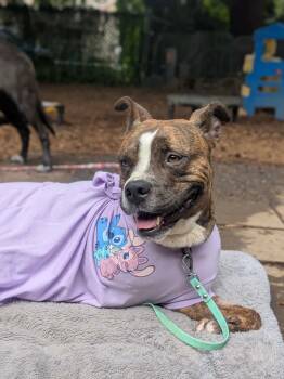 Boxer and American Staffordshire Terrier Dogs Available for Adoption in Beavercreek, Oregon - Thea | PetCurious