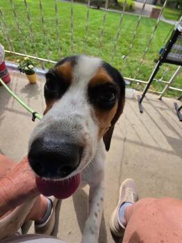 Bella Lee -  Beagle Dog for Adoption in Indianapolis, Indiana - Bella Lee | PetCurious