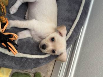 Peanut -  Terrier and Chiweenie Dog for Adoption in Murrieta, California - Peanut | PetCurious