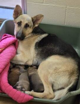 Rescue German Shepherd Dog Dogs for Adoption in Apple Valley, California - Cassie | PetCurious