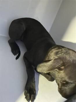 A662423 -  Pit Bull Terrier and Mixed Breed Dog for Adoption in Houston, Texas - A662423 | PetCurious