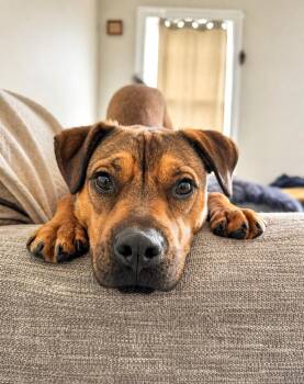 Shepherd and Pit Bull Terrier Dogs Available for Adoption in Princeton, Massachusetts - Chica - LOCAL | PetCurious