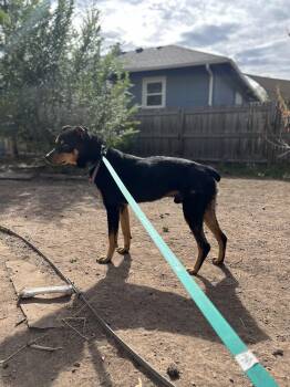 Rescue Rottweiler Dogs for Adoption in Fort Collins, Colorado - Travis Kelce | PetCurious