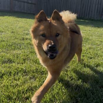 Chow Chow and Spitz Dogs Available for Adoption in Peculiar, Missouri - Ember (Emmie) | PetCurious