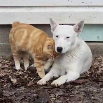 Cattle Dog Dogs Available for Adoption in Mooresville, Indiana - Ice | PetCurious