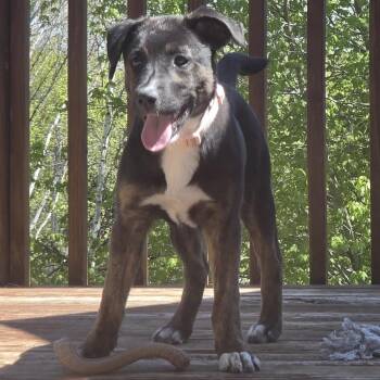 Mixed Breed and None Dogs Available for Adoption in Buffalo, Minnesota - Sweet Pea | PetCurious