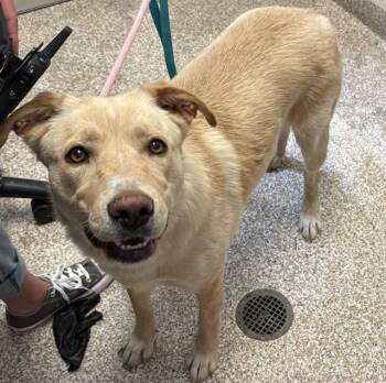 ANGEL -  German Shepherd Dog and Mixed Breed Dog for Adoption in Pueblo, Colorado - ANGEL | PetCurious