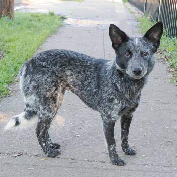 Australian Cattle Dog Blue Heeler Dogs Available for Adoption - TORTELLINI | PetCurious