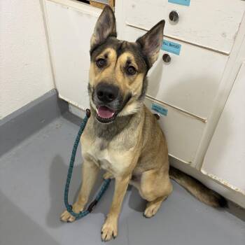 Taco -  Shepherd and Mixed Breed Dog for Adoption in Binghamton, New York - Taco | PetCurious