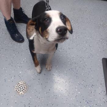 Pit Bull Terrier Dogs Available for Adoption in New Tazewell, Tennessee - Kyler | PetCurious