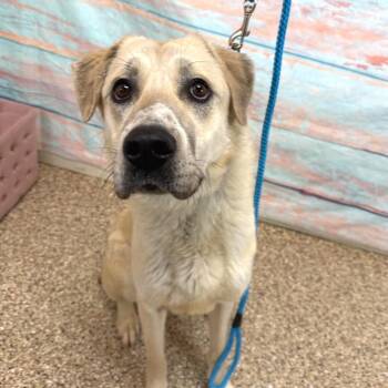 Anatolian Shepherd Dogs Available for Adoption - November | PetCurious