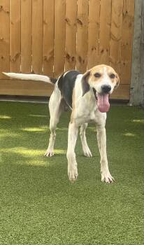 Rescue Hound Dogs for Adoption in Hilton Head Island, South Carolina - Tillman | PetCurious