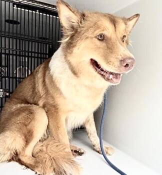 LADY -  Australian Shepherd Dog for Adoption in Houston, Texas - LADY | PetCurious
