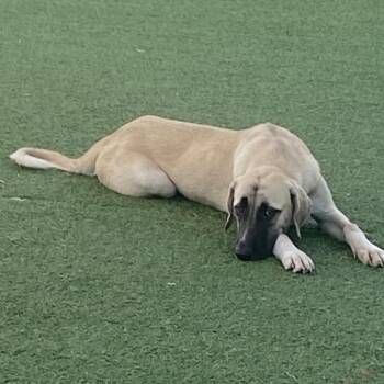 Shirley 6381 -  Mixed Breed Dog for Adoption in Loxahatchee Groves, Florida - Shirley 6381 | PetCurious
