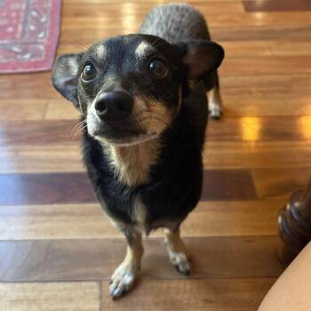 Green -  Miniature Pinscher and Chihuahua Dog for Adoption in Lake Worth Beach, Florida - Green | PetCurious