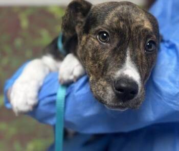 Shepherd and Terrier Dogs Available for Adoption in San Antonio, Texas - Junebug | PetCurious