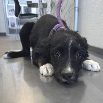 Mixed Breed Dogs Available for Adoption in Las Cruces, New Mexico - Lily | PetCurious