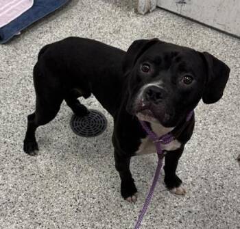 Clancy -  Pit Bull Terrier and Mixed Breed Dog for Adoption in Kansas City, Missouri - Clancy | PetCurious