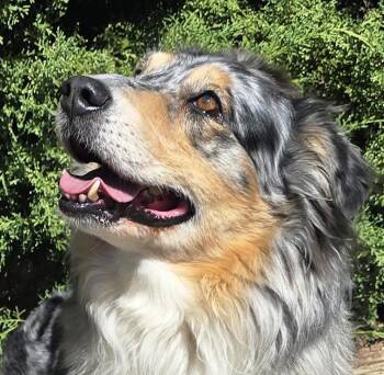 The Exquisite Ms Cami - O La La -  Australian Shepherd Dog for Adoption in North Valley, New Mexico - The Exquisite Ms Cami - O La La | PetCurious