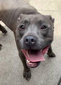 Pit Bull Terrier Dogs Available for Adoption in Chicago, Illinois - Sharky | PetCurious