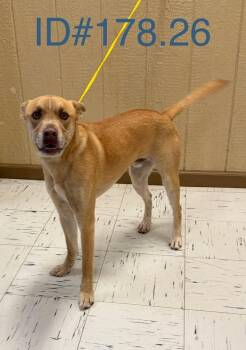 Terrier Dogs Available for Adoption - #178.26 "Sonny" (nickname) | PetCurious