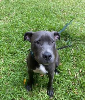 Pit Bull Terrier and Mixed Breed Dogs Available for Adoption in Honolulu, Hawaii - Seal | PetCurious